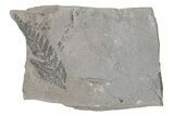 Pennsylvanian Fossil Seed Fern (Neuropteris) Plate - Kentucky #214207-1